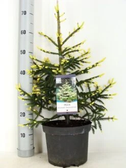 Kaukasische Spar (Picea Orientalis 'Aureospicata') 13 Kaukasische Spar (Picea Orientalis 'Aureospicata') -Aanbiedingen Groene Hekken Winkel picea orientalis aureospicata zomer c5 m