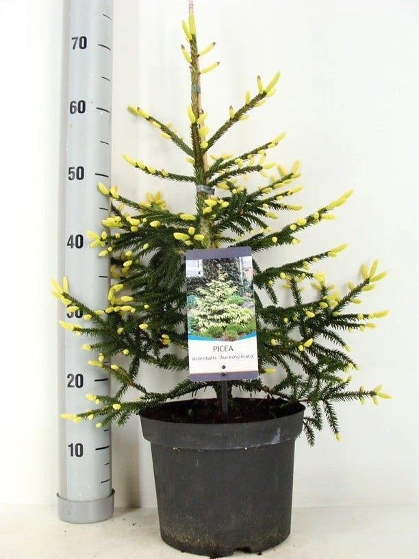 Kaukasische Spar (Picea Orientalis 'Aureospicata') 7 Kaukasische Spar (Picea Orientalis 'Aureospicata') - Afbeelding 5