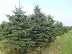 Blauwspar (Picea Pungens 'Glauca') -Aanbiedingen Groene Hekken Winkel picea p glauca 300 350