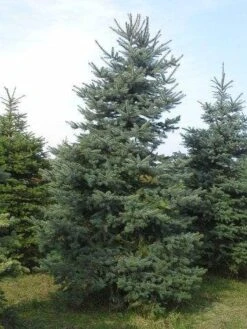 Blauwspar (Picea Pungens 'Glauca') -Aanbiedingen Groene Hekken Winkel picea p glauca 300 350 1