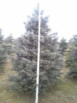 Blauwspar (Picea Pungens 'Glauca') -Aanbiedingen Groene Hekken Winkel picea p glauca 350 1