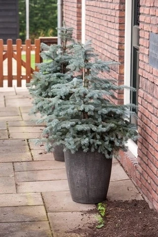 Noorse Blauwspar (Picea Pungens 'Erich Frahm') 5 Noorse Blauwspar (Picea Pungens 'Erich Frahm') - Afbeelding 3