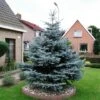 Blauwspar (Picea Pungens 'Glauca') -Aanbiedingen Groene Hekken Winkel picea pungens glauca