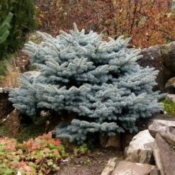 Colorado Spar (Picea Pungens 'Glauca Globosa') -Aanbiedingen Groene Hekken Winkel picea pungens glauca globosa