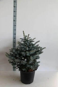 Colorado Spar (Picea Pungens 'Glauca Globosa') -Aanbiedingen Groene Hekken Winkel picea pungens glauca globosa 60 80 cm c30 b