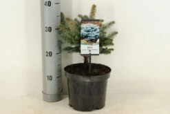 Colorado Spar (Picea Pungens 'Glauca Globosa') -Aanbiedingen Groene Hekken Winkel picea pungens glauca globosa c3 m