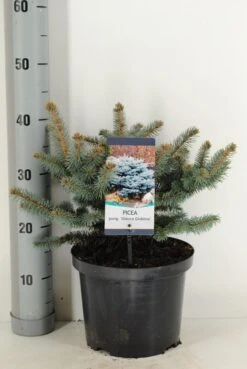 Colorado Spar (Picea Pungens 'Glauca Globosa') -Aanbiedingen Groene Hekken Winkel picea pungens glauca globosa c5 m