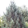 Alpenden (Pinus Cembra 'Glauca') -Aanbiedingen Groene Hekken Winkel picglauc 6