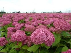 Hortensia (Hydrangea 'Pink Annabelle') -Aanbiedingen Groene Hekken Winkel pink annabelle 1 1
