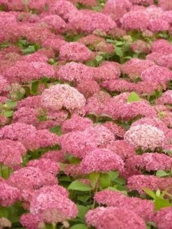 Hortensia (Hydrangea 'Pink Annabelle') -Aanbiedingen Groene Hekken Winkel pink annabelle 2