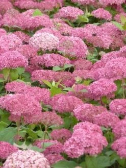 Hortensia (Hydrangea 'Pink Annabelle') -Aanbiedingen Groene Hekken Winkel pink annabelle 3