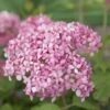 Hortensia (Hydrangea 'Pink Annabelle') -Aanbiedingen Groene Hekken Winkel pink annabelle 7 1