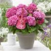 Hortensia Pink Pop (Hydrangea 'Music Collection') 1 Hortensia Pink Pop (Hydrangea 'Music Collection') -Aanbiedingen Groene Hekken Winkel pink pop 2 2
