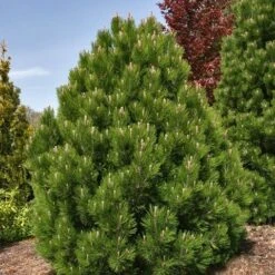Bosnische Den (Pinus Heldreichii 'Compact Gem') -Aanbiedingen Groene Hekken Winkel pinus heldreichii compact gem 1