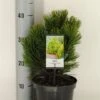 Bosnische Den (Pinus Heldreichii 'Compact Gem') -Aanbiedingen Groene Hekken Winkel pinus heldreichii compact gem c3 m