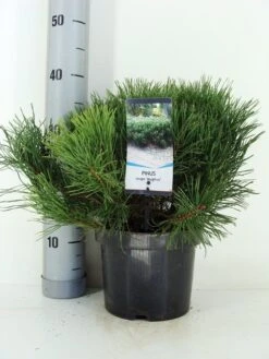 Bergden (Pinus Mugo Mughus) -Aanbiedingen Groene Hekken Winkel pinus mugo mughus c3 m 1