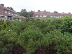 Bergden (Pinus Mugo Mughus) -Aanbiedingen Groene Hekken Winkel pinus mugo mughus diameter 100 125 150 c130