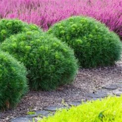 Dwerg Bergden (Pinus Mugo 'Varella') -Aanbiedingen Groene Hekken Winkel pinus mugo varella