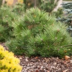 Oostenrijkse Den (Pinus Nigra 'Nana') -Aanbiedingen Groene Hekken Winkel pinus nigra nana