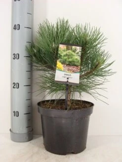 Oostenrijkse Den (Pinus Nigra 'Nana') -Aanbiedingen Groene Hekken Winkel pinus nigra nana c3 m