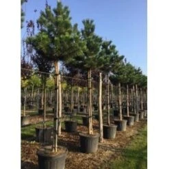 Oostenrijkse Den Als Boom (Pinus Nigra Nigra) 33 Oostenrijkse Den Als Boom (Pinus Nigra Nigra) -Aanbiedingen Groene Hekken Winkel pinus nigra nigra 18 20