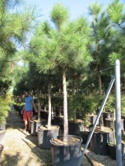 Oostenrijkse Den Als Boom (Pinus Nigra Nigra) 34 Oostenrijkse Den Als Boom (Pinus Nigra Nigra) -Aanbiedingen Groene Hekken Winkel pinus nigra nigra 20 25 2