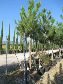 Oostenrijkse Den Als Boom (Pinus Nigra Nigra) 35 Oostenrijkse Den Als Boom (Pinus Nigra Nigra) -Aanbiedingen Groene Hekken Winkel pinus nigra nigra 20 25 3