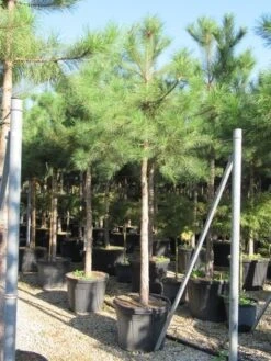 Oostenrijkse Den Als Boom (Pinus Nigra Nigra) 36 Oostenrijkse Den Als Boom (Pinus Nigra Nigra) -Aanbiedingen Groene Hekken Winkel pinus nigra nigra 20 25 4