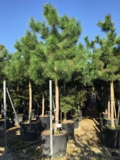 Oostenrijkse Den Als Boom (Pinus Nigra Nigra) 26 Oostenrijkse Den Als Boom (Pinus Nigra Nigra) -Aanbiedingen Groene Hekken Winkel pinus nigra nigra 2025