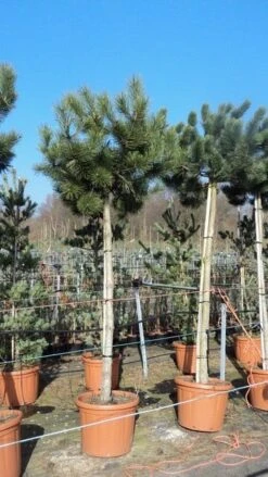 Oostenrijkse Den Als Boom (Pinus Nigra Nigra) 27 Oostenrijkse Den Als Boom (Pinus Nigra Nigra) -Aanbiedingen Groene Hekken Winkel pinus nigra nigra stamboom 250 300