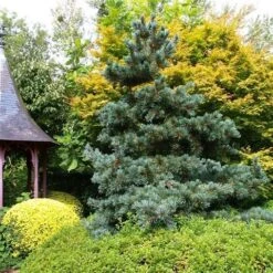 Blauwe Japanse Den (Pinus Parviflora 'Glauca') -Aanbiedingen Groene Hekken Winkel pinus parviflora glauca