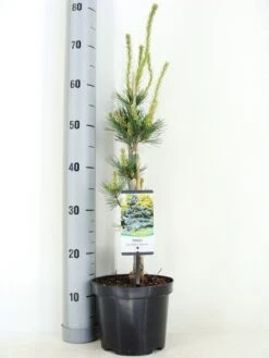 Blauwe Japanse Den (Pinus Parviflora 'Glauca') -Aanbiedingen Groene Hekken Winkel pinus parviflora glauca zomer c3 m
