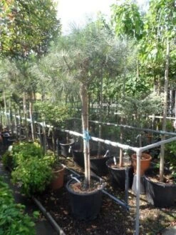 Parasolden Op Stam (Pinus Pinea) -Aanbiedingen Groene Hekken Winkel pinus pinea 120 150stam c50 1