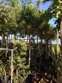 Parasolden Op Stam (Pinus Pinea) 23 Parasolden Op Stam (Pinus Pinea) -Aanbiedingen Groene Hekken Winkel pinus pinea 2025cm stam 200cm