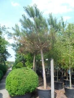 Parasolden Op Stam (Pinus Pinea) 17 Parasolden Op Stam (Pinus Pinea) -Aanbiedingen Groene Hekken Winkel pinus pinea 30 40ho c350 2