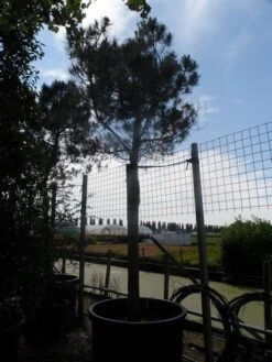 Parasolden Op Stam (Pinus Pinea) -Aanbiedingen Groene Hekken Winkel pinus pinea 35 40 ho c750 1