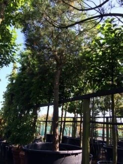 Parasolden Op Stam (Pinus Pinea) -Aanbiedingen Groene Hekken Winkel pinus pinea 3540cm c750 250cm stam 1