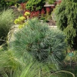 Bergden (Pinus Strobus 'Radiata') -Aanbiedingen Groene Hekken Winkel pinus strobus radiata