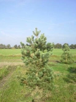 Grove Den, Solitair (Pinus Sylvestris) -Aanbiedingen Groene Hekken Winkel pinus sylvestris 200 1