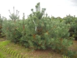 Grove Den, Solitair (Pinus Sylvestris) -Aanbiedingen Groene Hekken Winkel pinus sylvestris 250 300 1