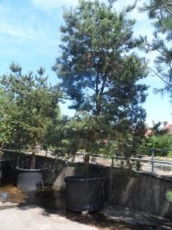 Grove Den, Solitair (Pinus Sylvestris) 26 Grove Den, Solitair (Pinus Sylvestris) -Aanbiedingen Groene Hekken Winkel pinus sylvestris 350 400 450 c1000