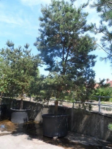 Grove Den, Solitair (Pinus Sylvestris) 13 Grove Den, Solitair (Pinus Sylvestris) - Afbeelding 11