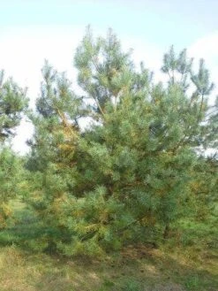 Grove Den, Solitair (Pinus Sylvestris) -Aanbiedingen Groene Hekken Winkel pinus sylvestris 400 1