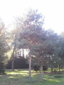 Grove Den (Pinus Sylvestris) -Aanbiedingen Groene Hekken Winkel pinus sylvestris 60 70 1 1