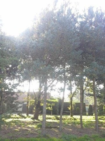 Grove Den (Pinus Sylvestris) 5 Grove Den (Pinus Sylvestris) - Afbeelding 3