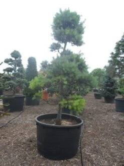 Grove Den Als Bonsai (Pinus Sylvestris) 8 Grove Den Als Bonsai (Pinus Sylvestris) -Aanbiedingen Groene Hekken Winkel pinus sylvestris bonsai c1000 2