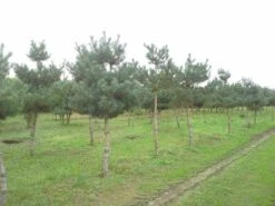 Grove Den (Pinus Sylvestris) -Aanbiedingen Groene Hekken Winkel pinus sylvestris opstam 1