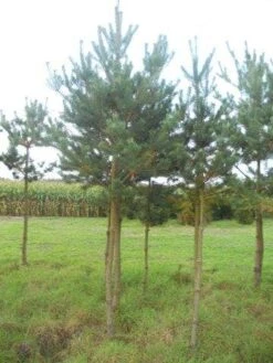 Grove Den (Pinus Sylvestris) -Aanbiedingen Groene Hekken Winkel pinus sylvestris opstam 20 25 1 1