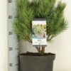 Grove Den (Pinus Sylvestris 'Watereri') -Aanbiedingen Groene Hekken Winkel pinus sylvestris watereri c5 m 1