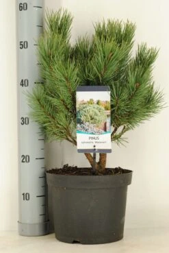 Grove Den (Pinus Sylvestris 'Watereri')